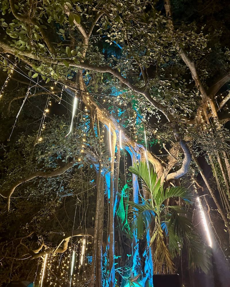 Banyan illuminated with decorative lights at night
