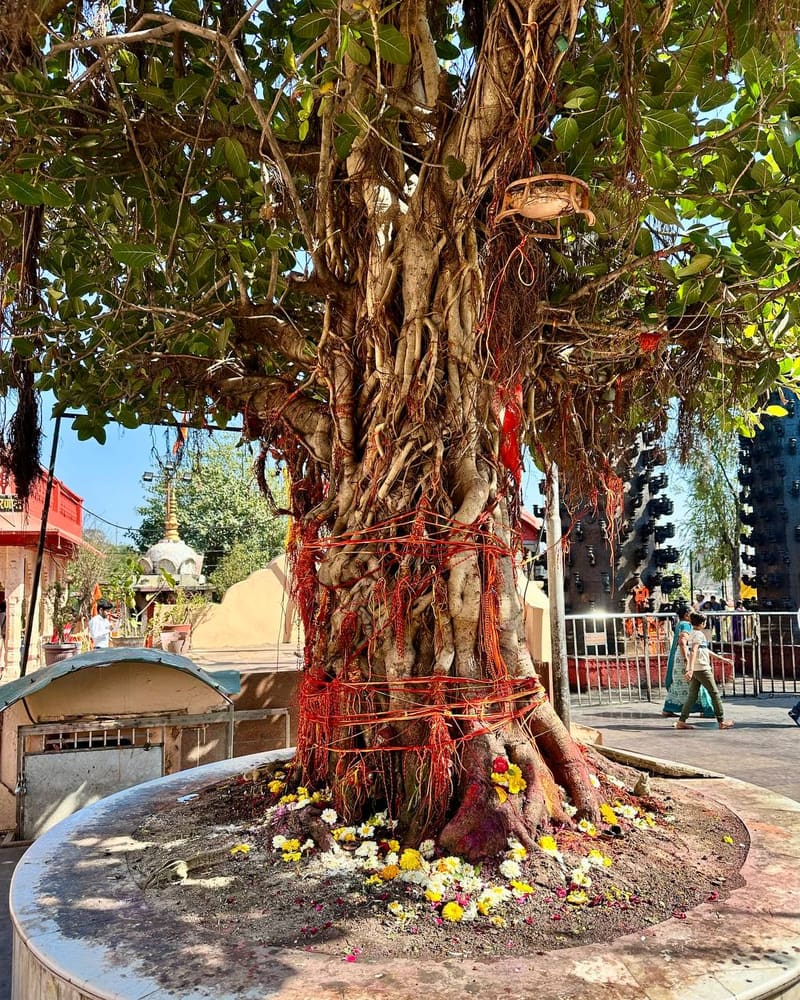 Sacred banyan with red threads and flower offerings at temple