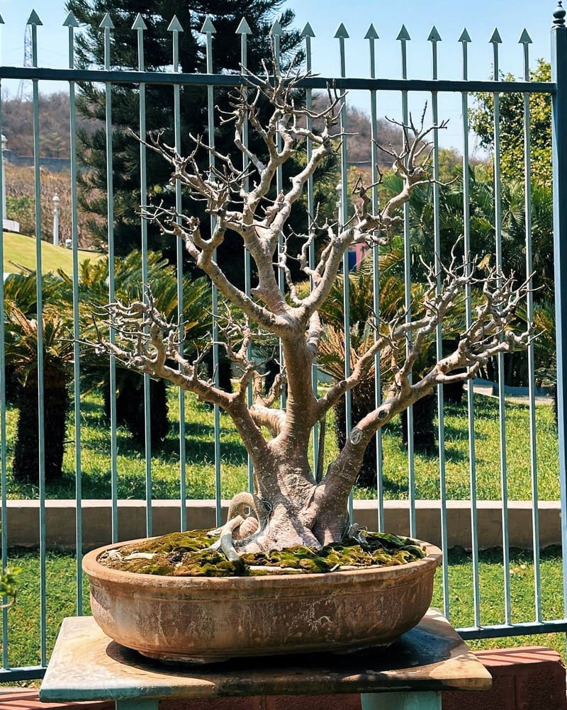Winter deciduous tree