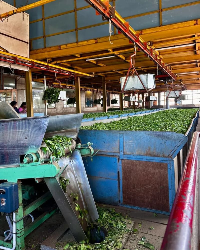 Inside a tea processing factory