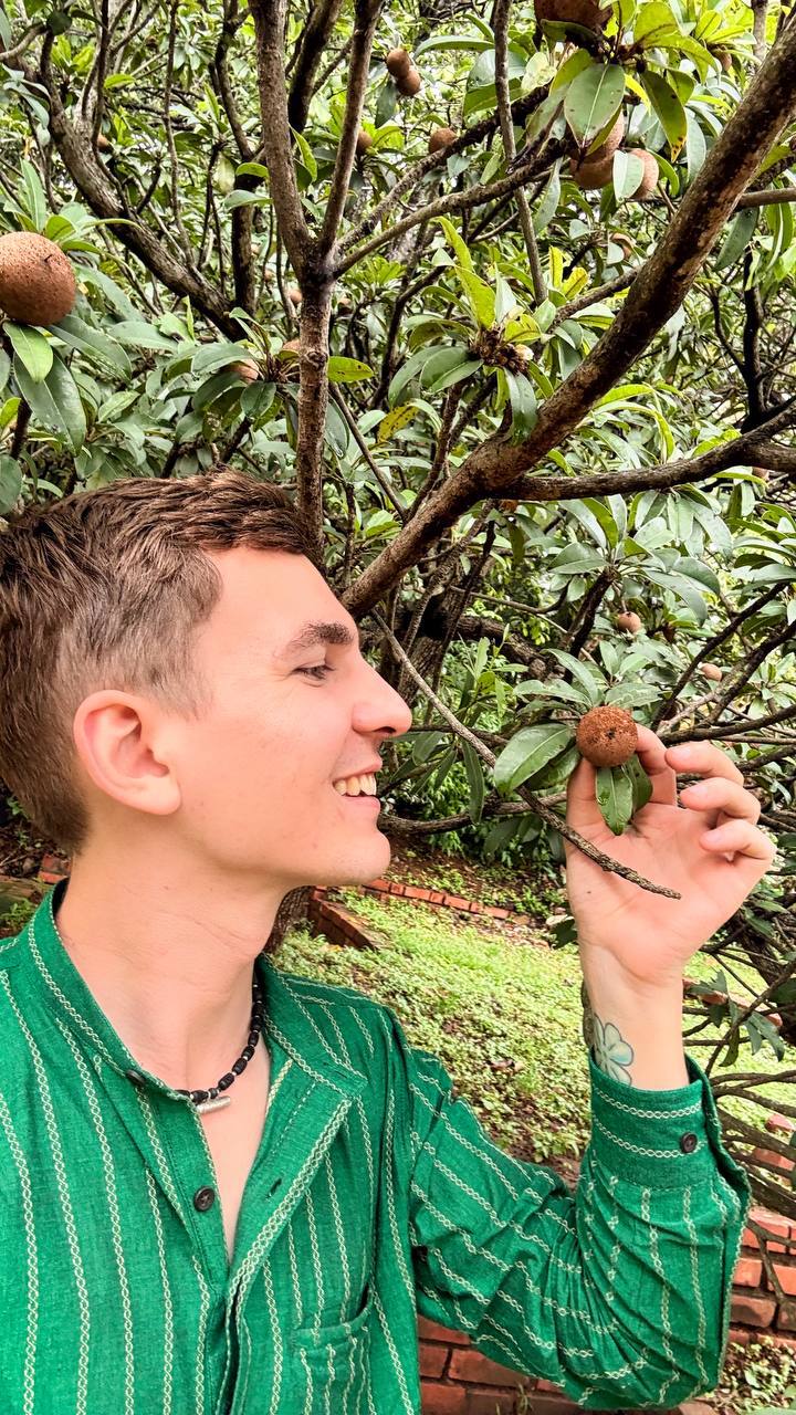 Alex picking chikoo fruit from a tree