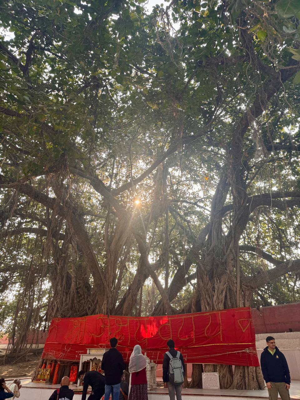 Massive banyan with pilgrims and shrine beneath its canopy