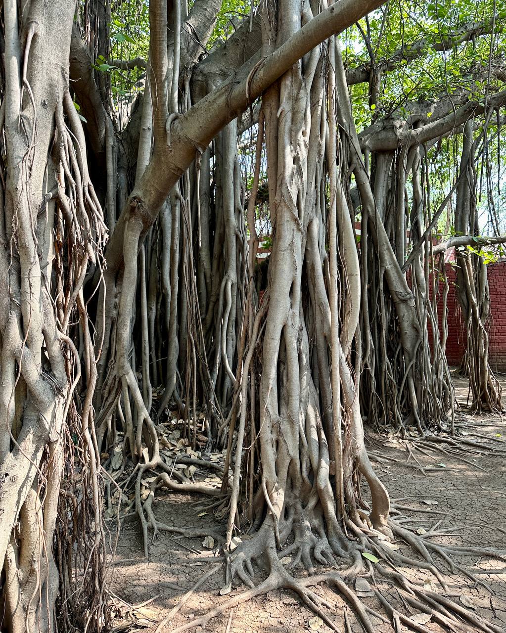 Multiple prop roots descending from branches, creating a forest effect