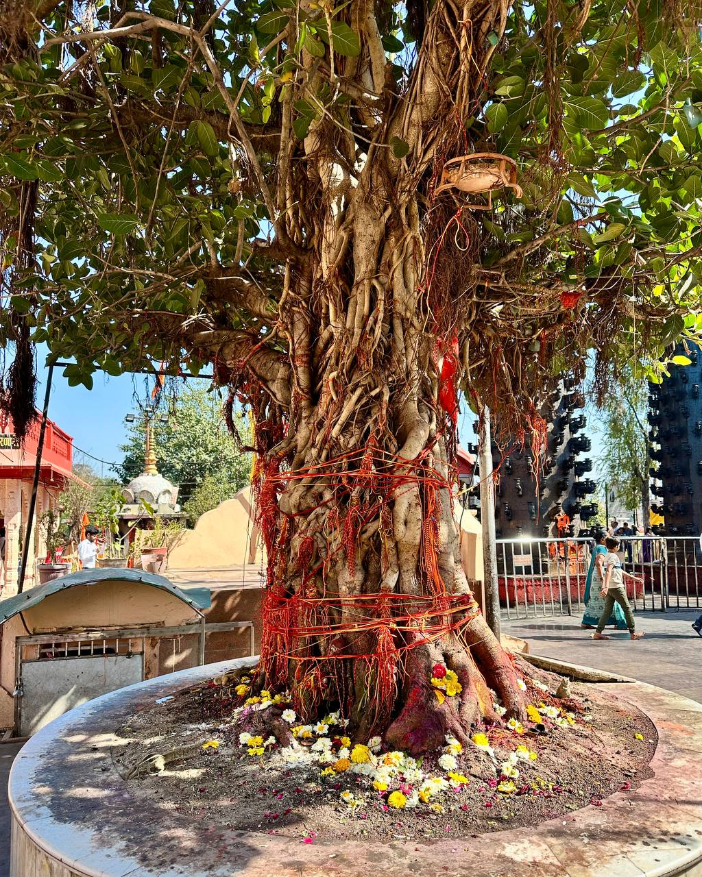 Sacred banyan with red threads and flower offerings at temple