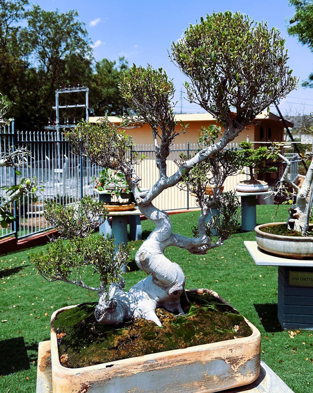 Slanting style bonsai