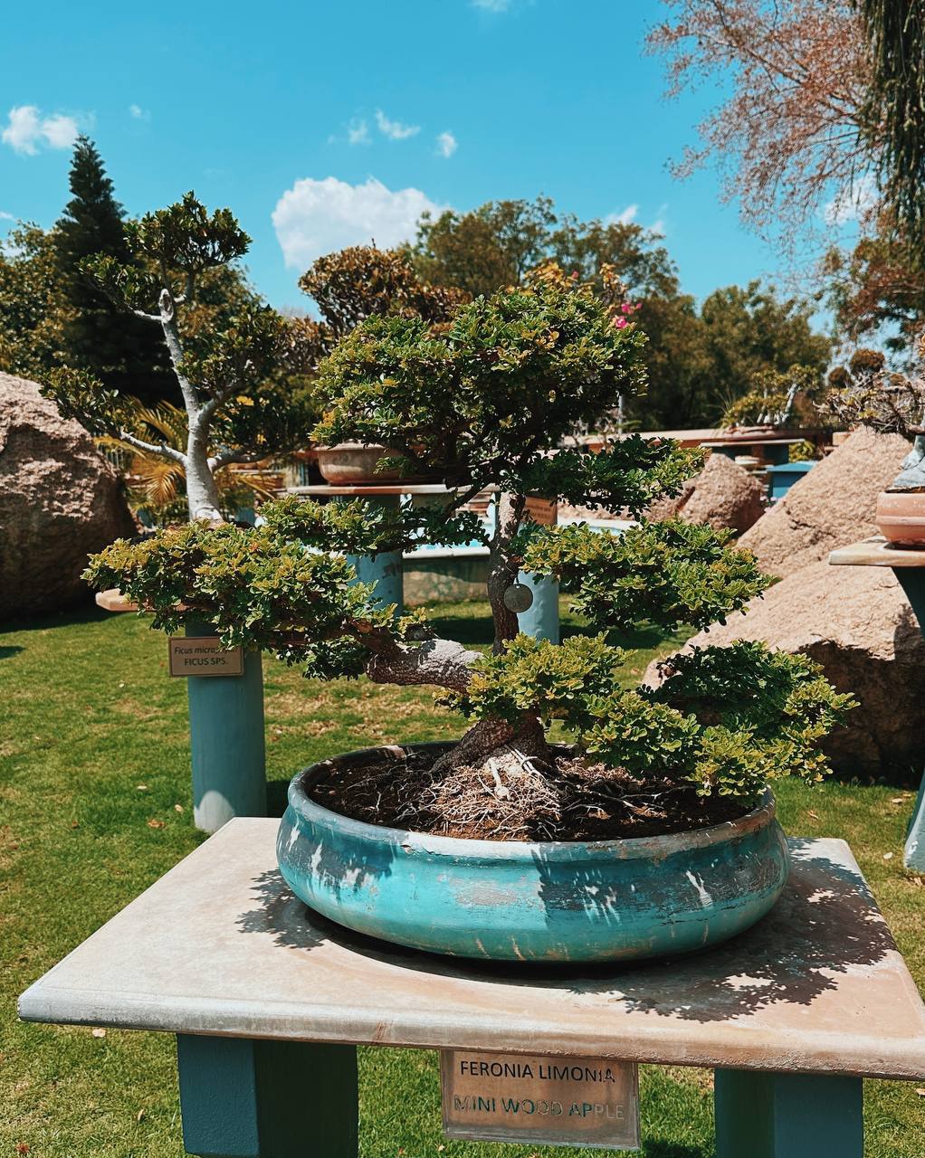 Wood Apple bonsai (Feronia Limonia)