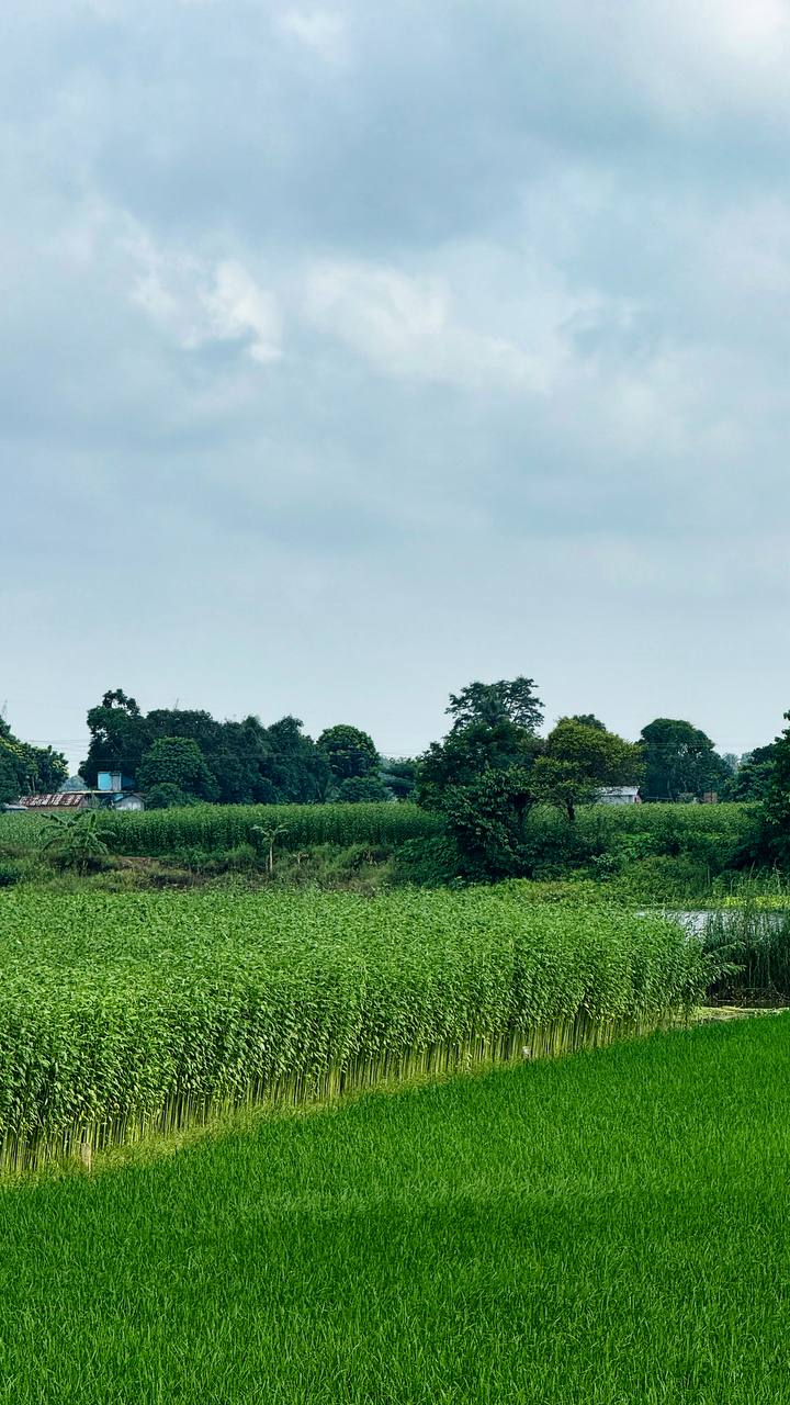 Lush green rice paddies stretching to the horizon