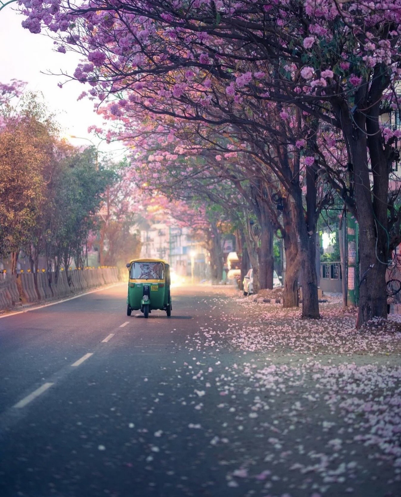 Auto-rickshaw driving under a canopy of pink Tabebuia blossoms in Bengaluru