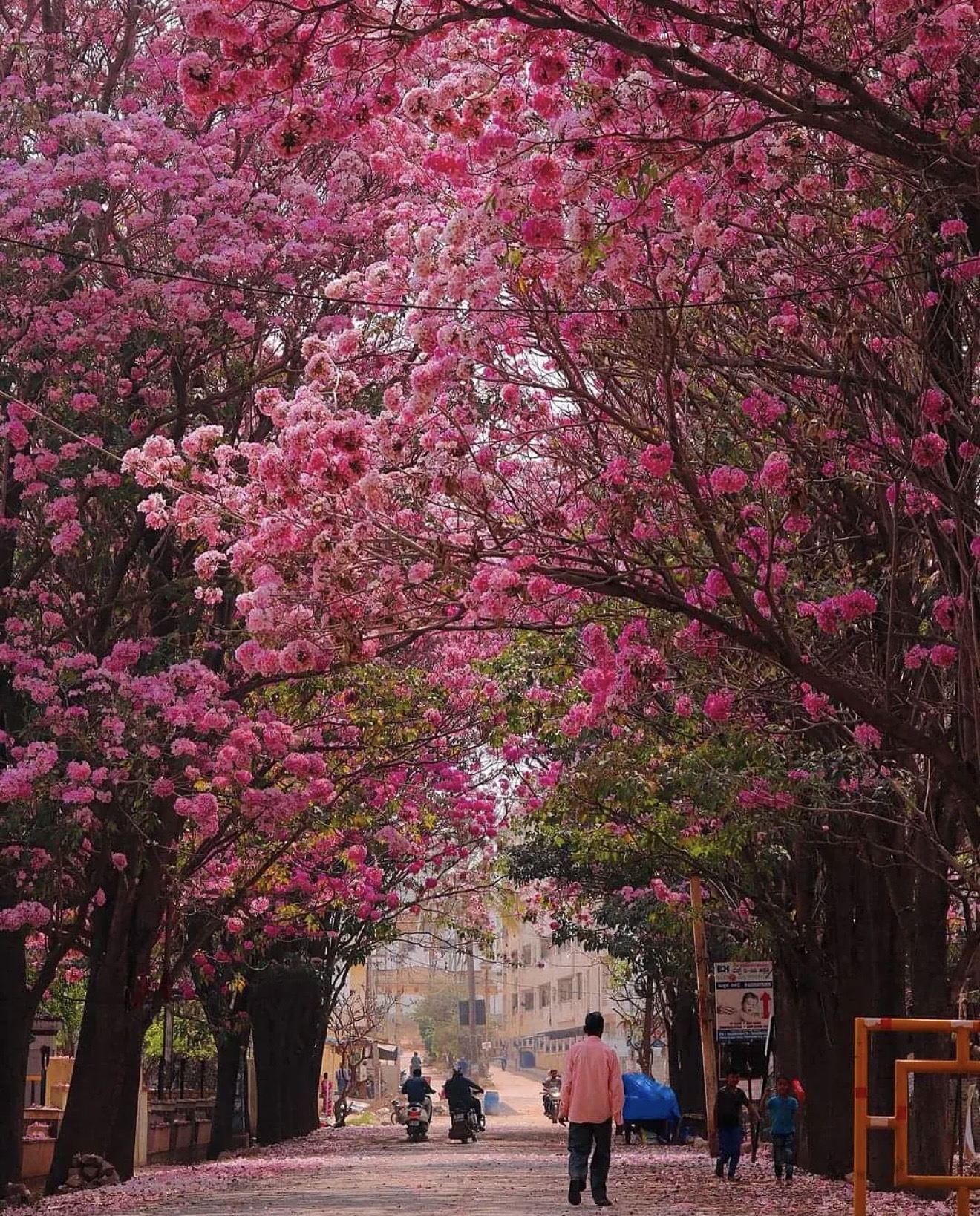 People walking through a pink Tabebuia tunnel in Bengaluru