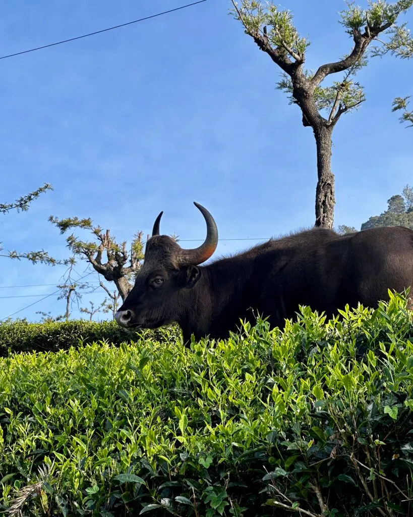 Close-up of wild bison in tea fields