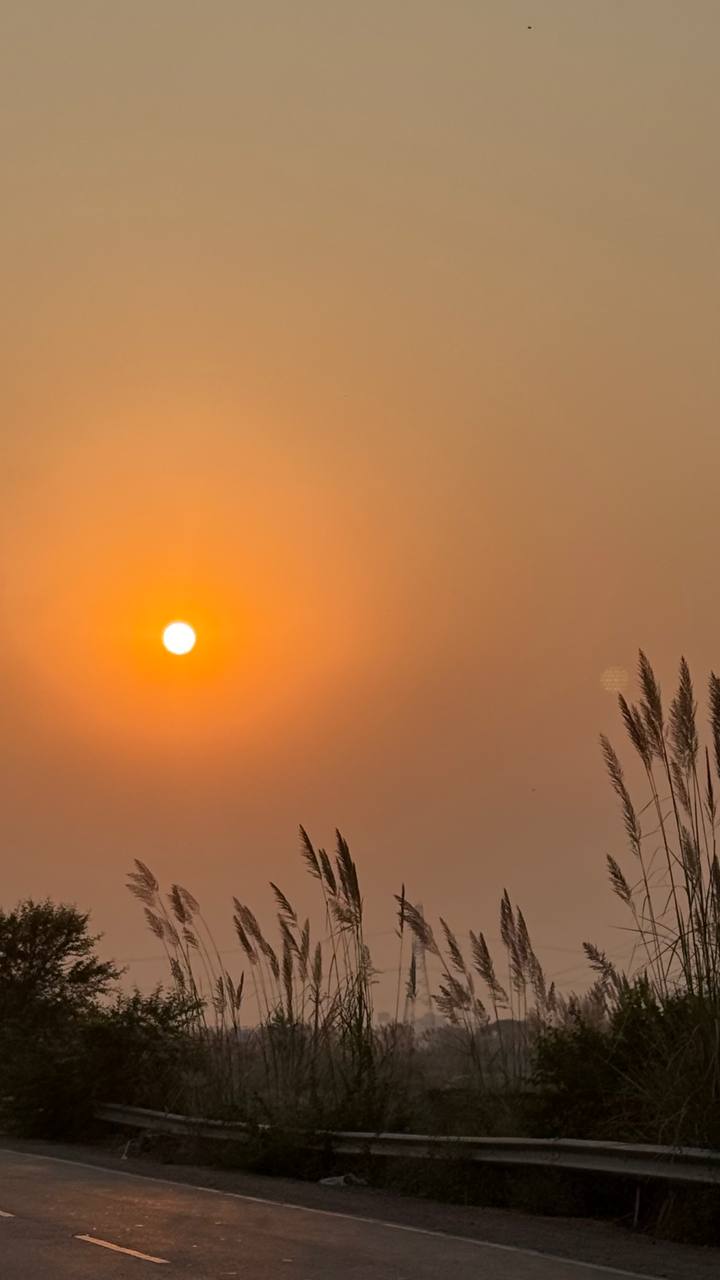 Golden sunset over the Braj countryside with reed stalks silhouetted against the sky